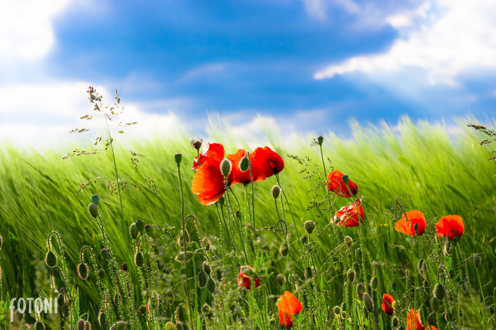 Mohnblumen im Wind