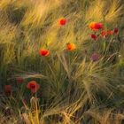 Mohnblumen in der Abendsonne