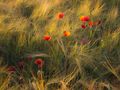 Mohnblumen in der Abendsonne von Frank-Hoff