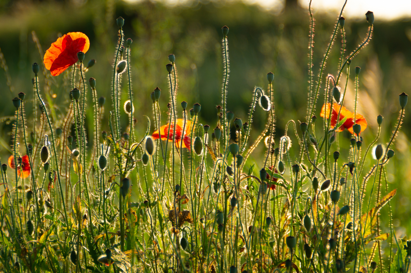 Mohnblumen in der Abendsonne