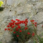 Mohnblumen in der Felswand 