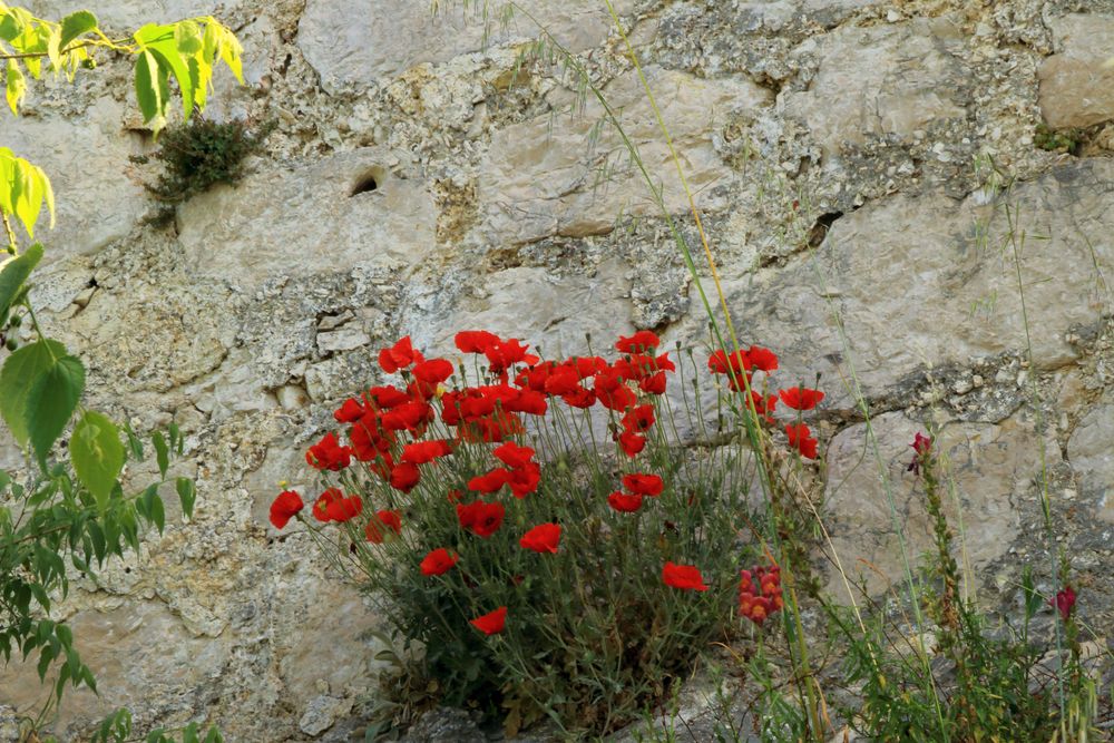 Mohnblumen in der Felswand 