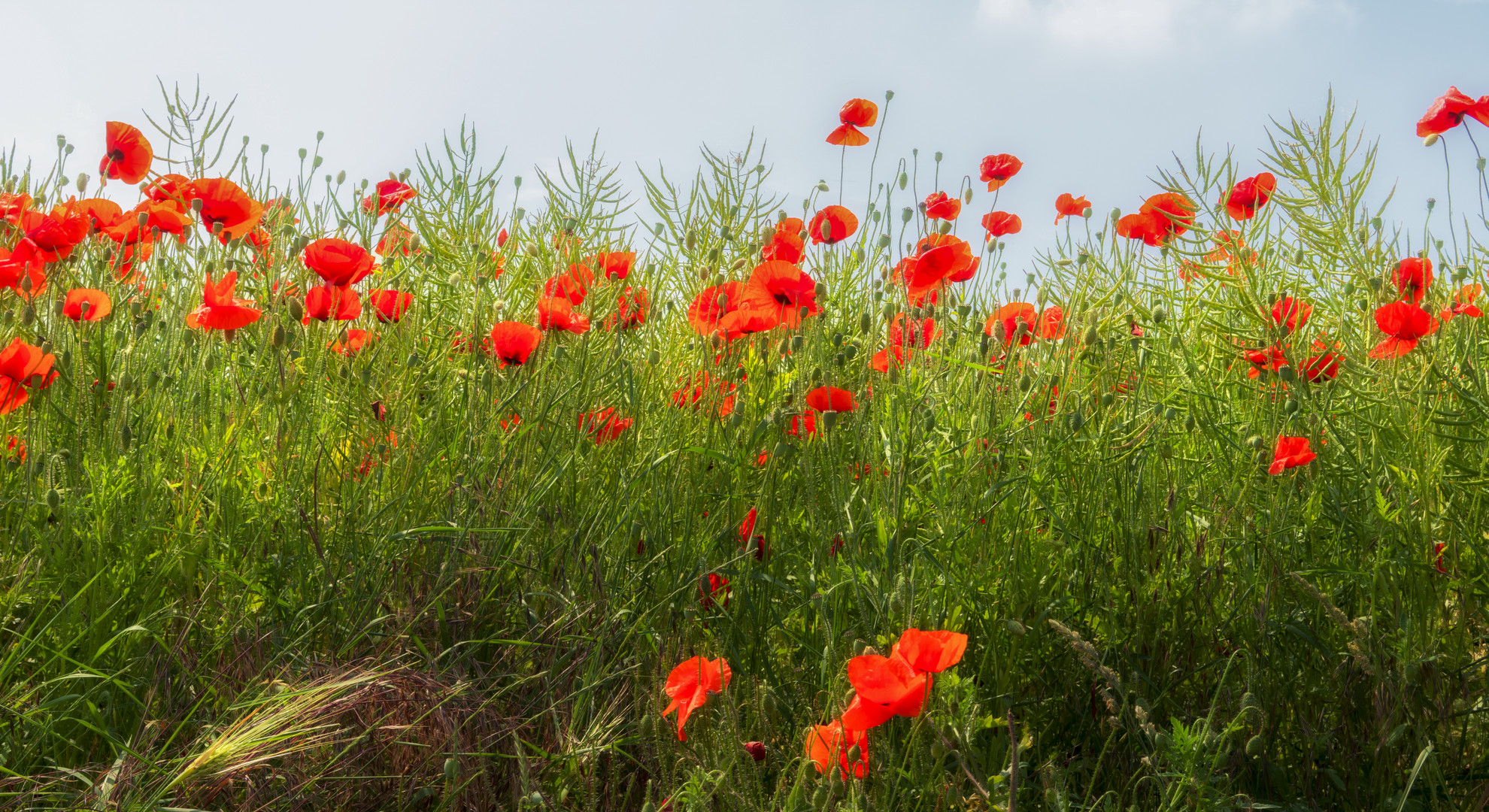 Mohnblumen in der Mittagshitze