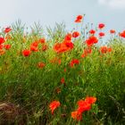 Mohnblumen in der Mittagshitze