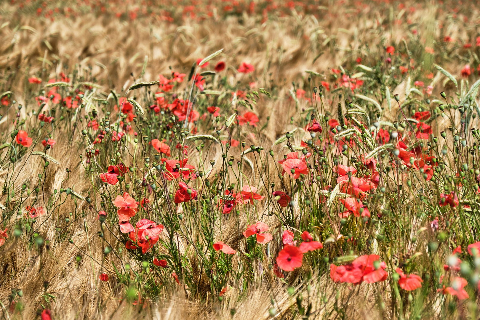 Mohnblumen in der Nachbarschaft