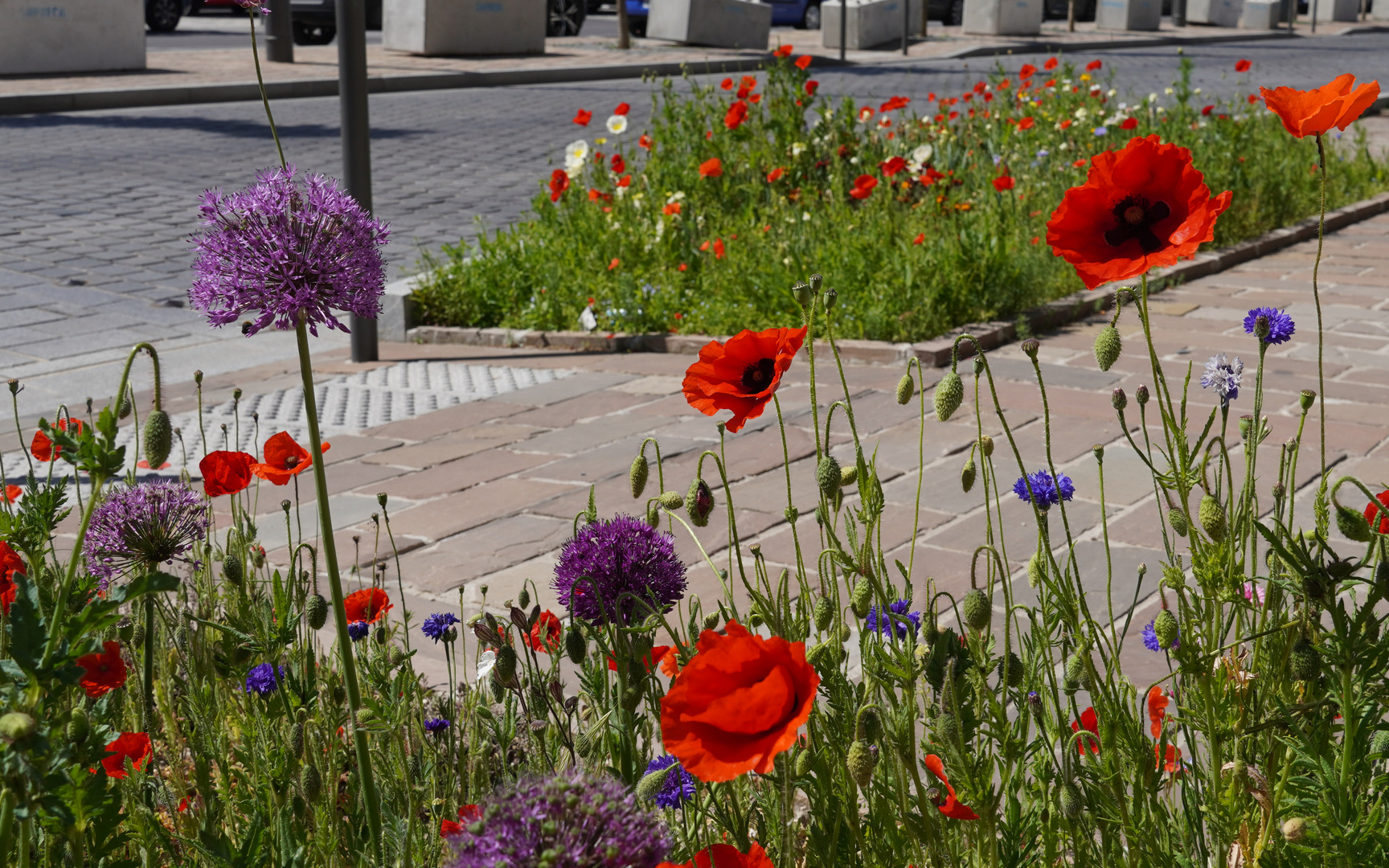 Mohnblumen in der Stadt