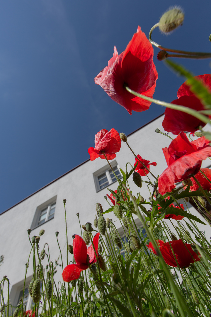 Mohnblumen in der Stadt