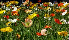 Mohnblumen in der Stadt des ewigen Frühlings