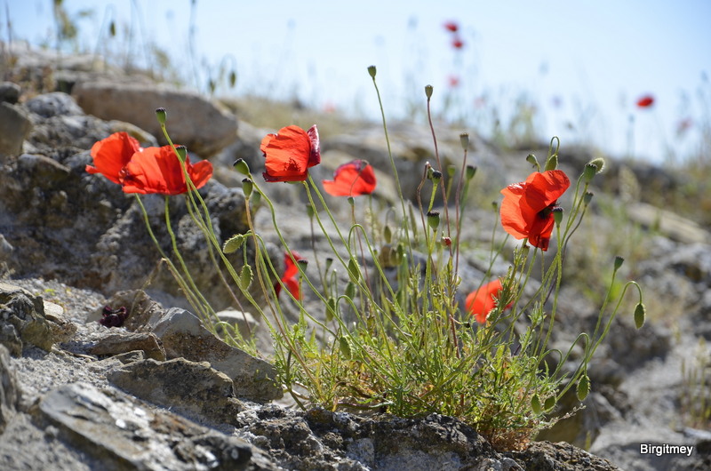 Mohnblumen in der Toskana