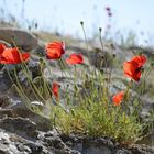 Mohnblumen in der Toskana