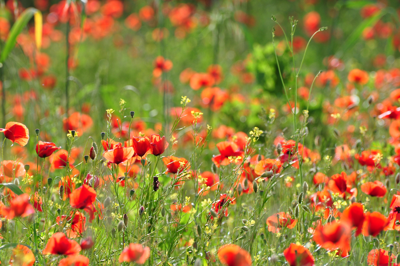 Mohnblumen in der Toskana