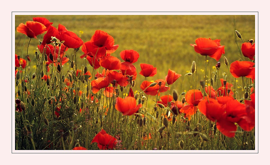 Mohnblumen in der Toskana