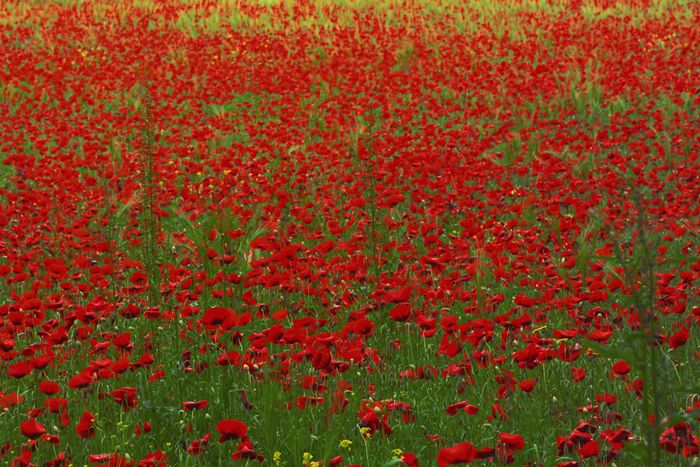 Mohnblumen in der Toskana