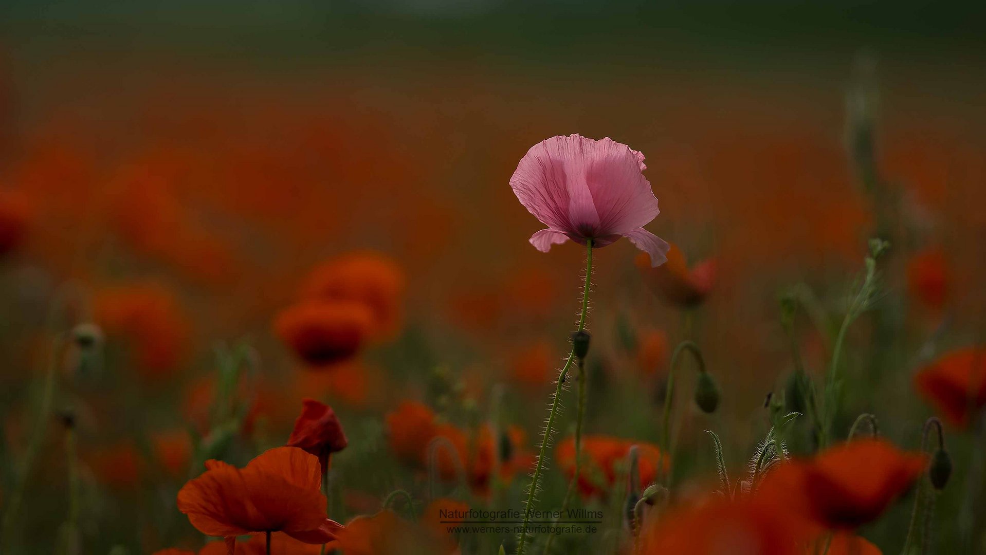 Mohnblumen in der Voreifel.