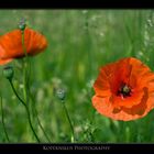 Mohnblumen in der Wiese