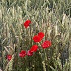 Mohnblumen in einem Weizenfeld