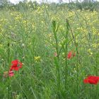 mohnblumen in feld