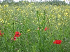 mohnblumen in feld