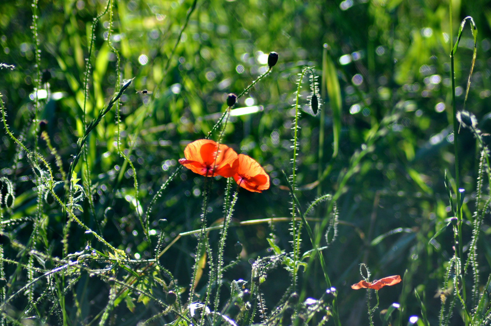 Mohnblumen in Gegenlicht der Sonne