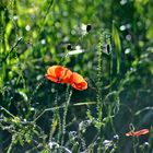 Mohnblumen in Gegenlicht der Sonne