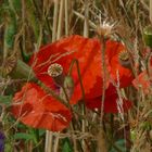 Mohnblumen in Getreidefeld