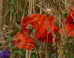 Mohnblumen in Getreidefeld