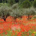 Mohnblumen in Italien