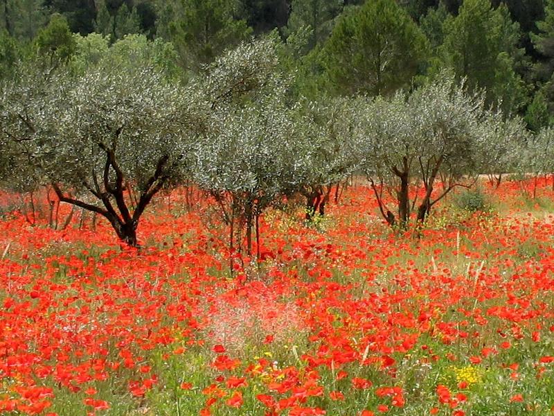 Mohnblumen in Italien by Salvatore Amura