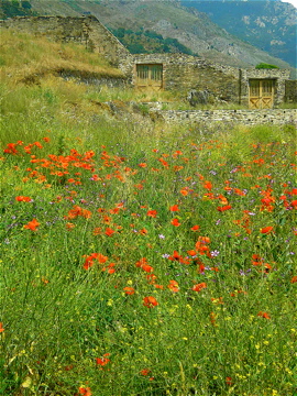 Mohnblumen in Korsika