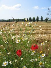 Mohnblumen in Masuren