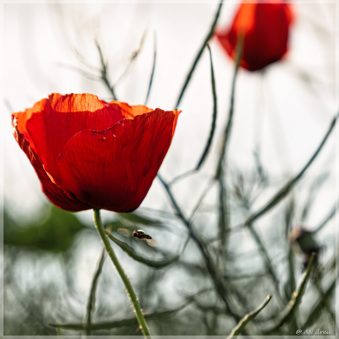 Mohnblumen in Nideggen Muldenau