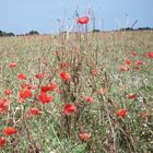 Mohnblumen in Norddeutschland