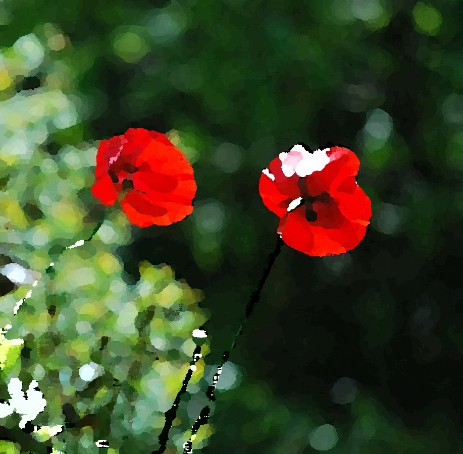 Mohnblumen in Öl