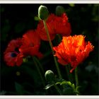 Mohnblumen in unserem Garten