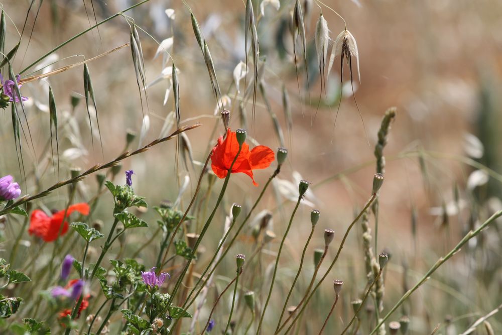 Mohnblumen in Vinci