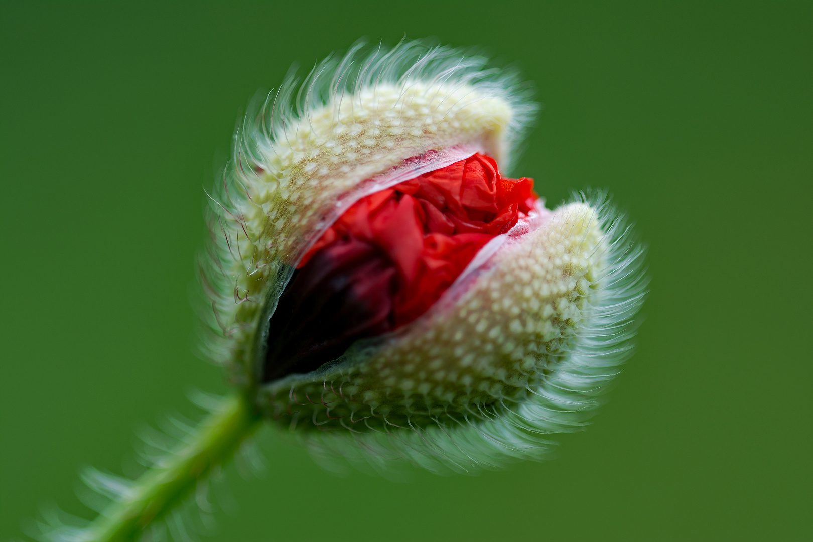 Mohnblumen-knospe halb offen