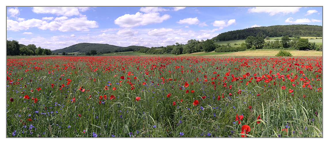 Mohnblumen-Kornblumen-Kornfeld