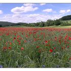 Mohnblumen-Kornblumen-Kornfeld