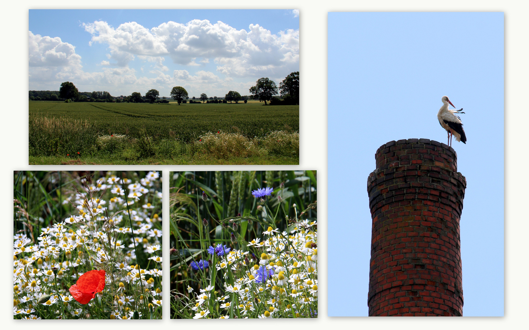 Mohnblumen, Kornblumen und ein Adebar