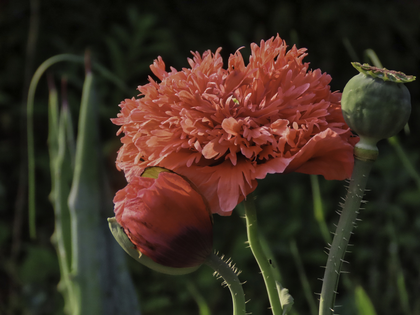 Mohnblumen mal richtig voll in der Mitte  