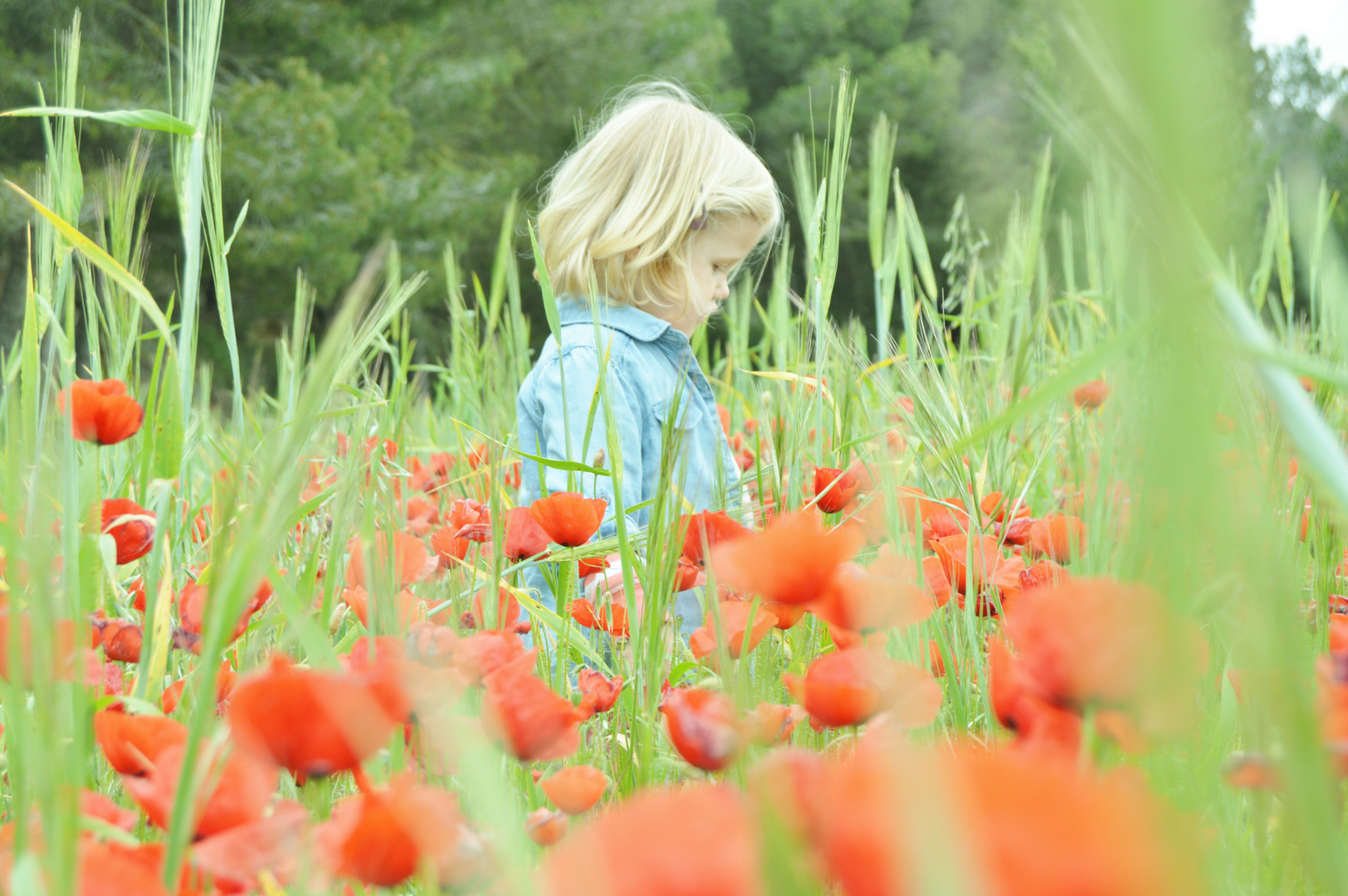 Mohnblumen-Meer