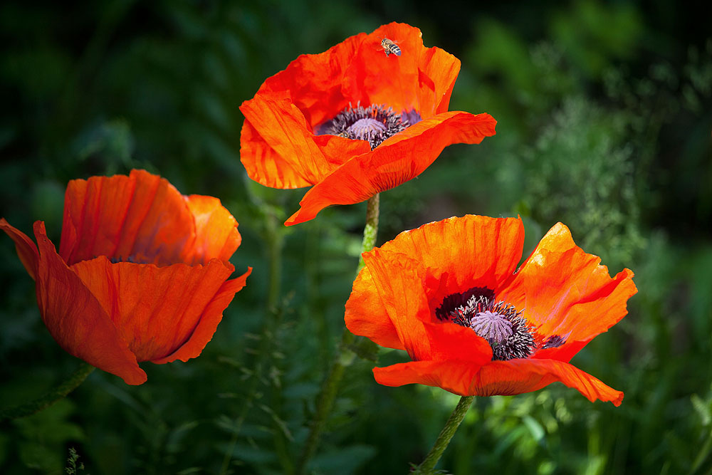Mohnblumen mit Biene Foto &amp; Bild | pflanzen, pilze &amp; flechten, blüten ...