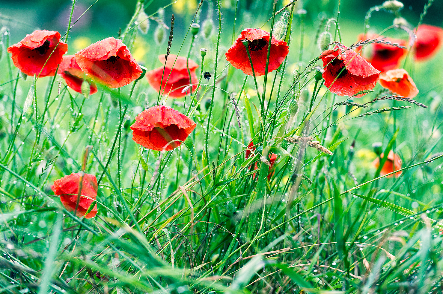 Mohnblumen mit Hummel