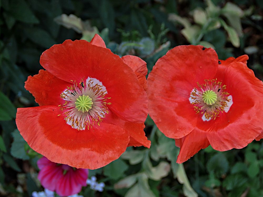 Mohnblumen mit Käferbesuch Foto &amp; Bild | world, spezial, outdoor Bilder ...