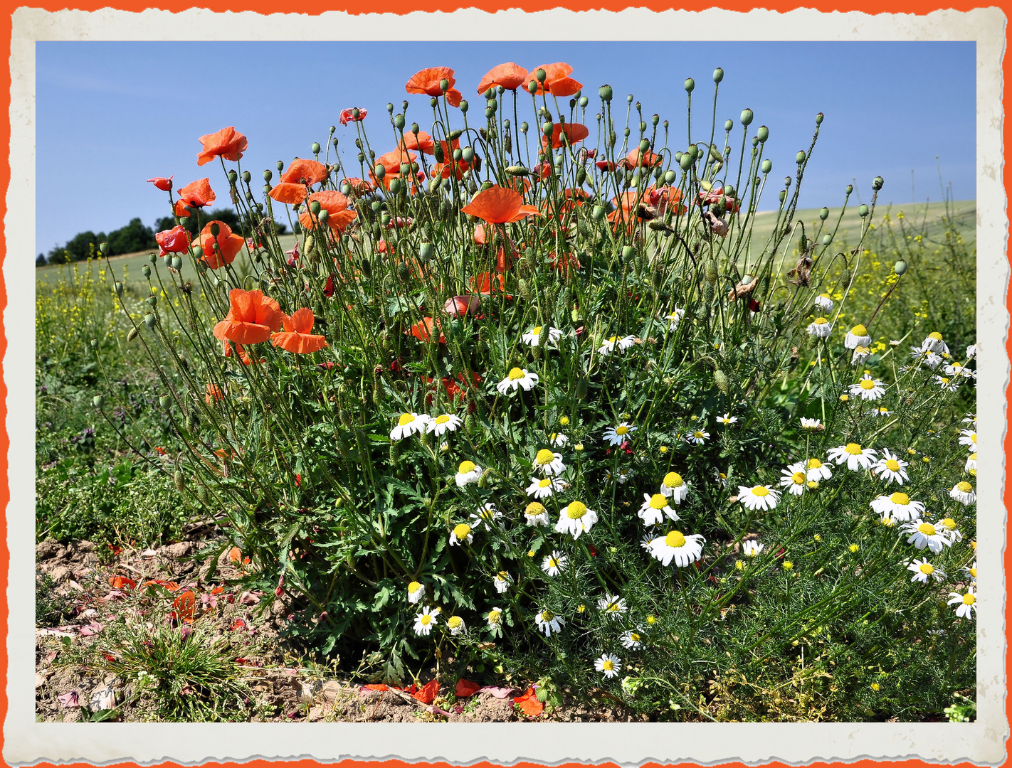 Mohnblumen mit Kamille