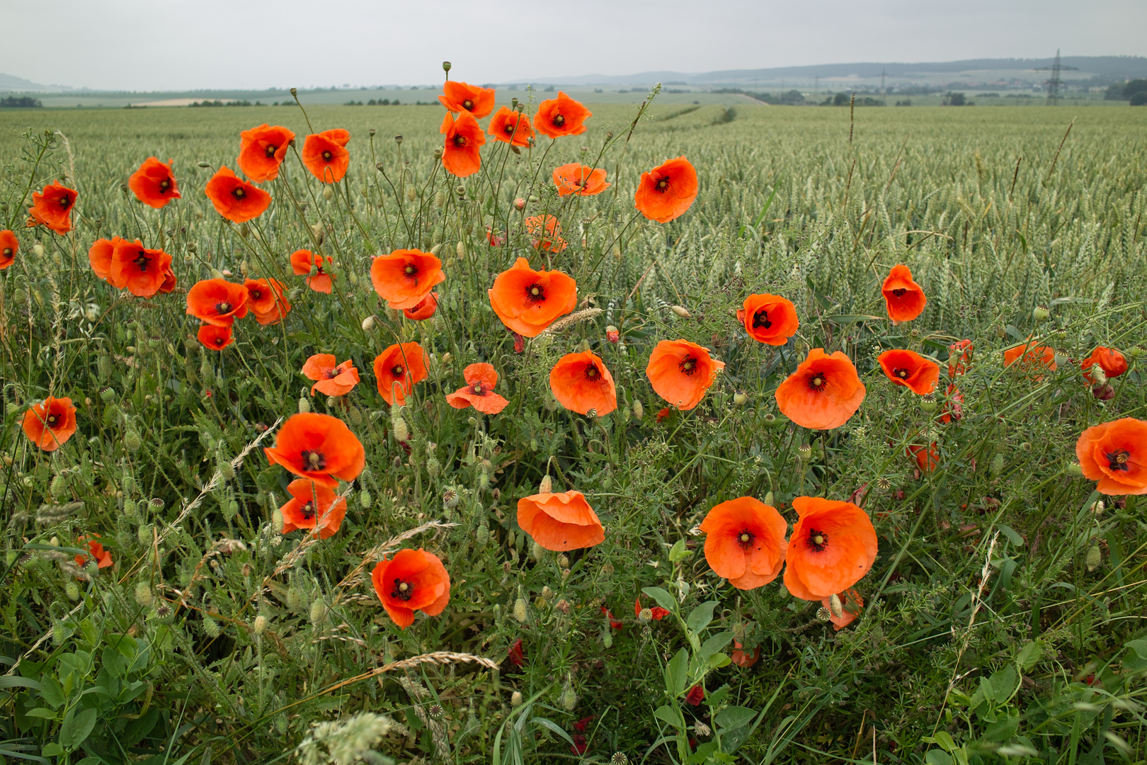 Mohnblumen mit Rückenwind