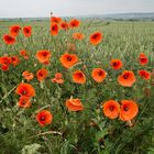 Mohnblumen mit Rückenwind