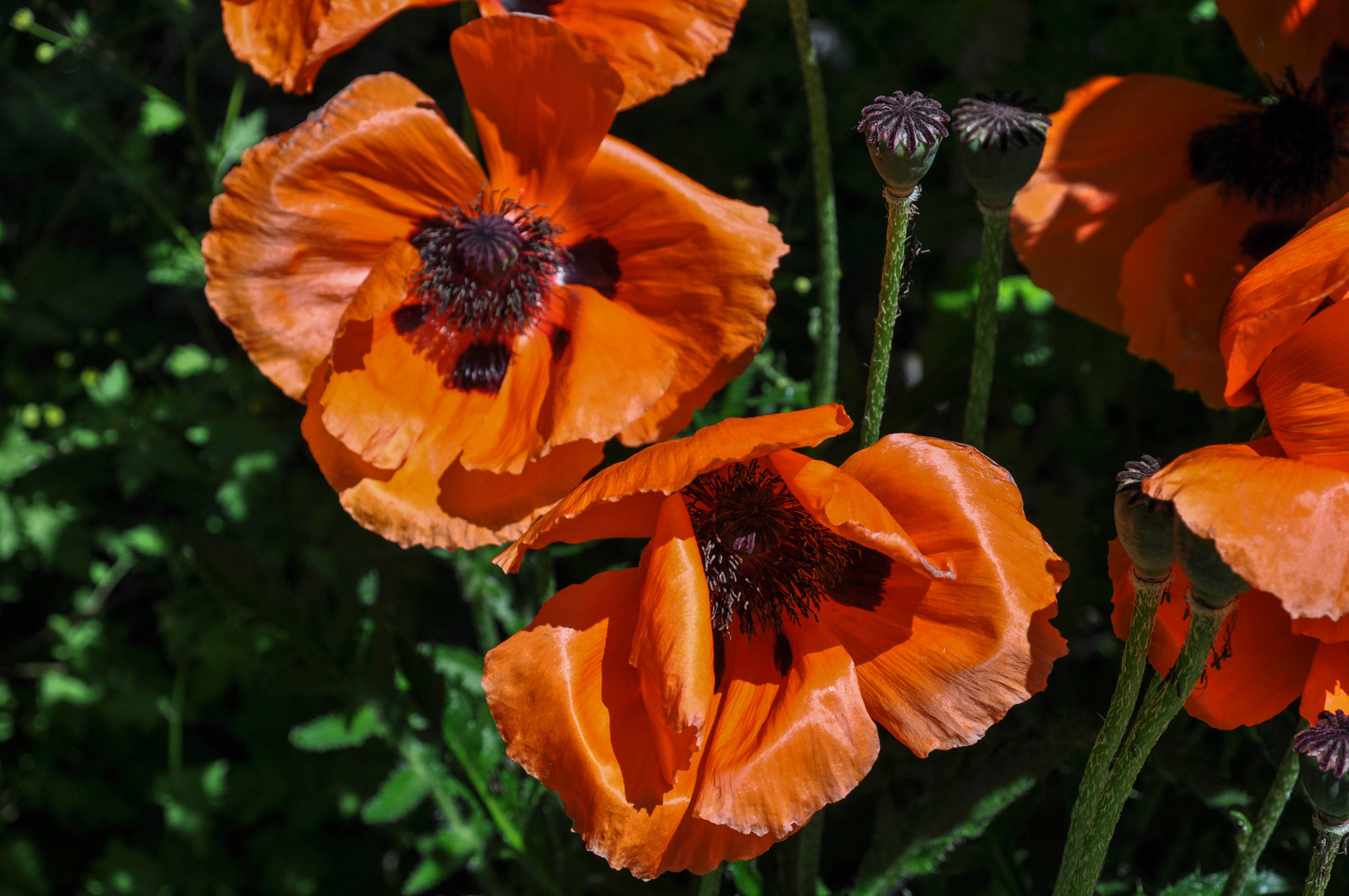 Mohnblumen (Papaver subpiriforme)