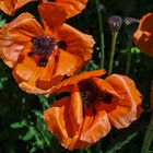 Mohnblumen (Papaver subpiriforme)