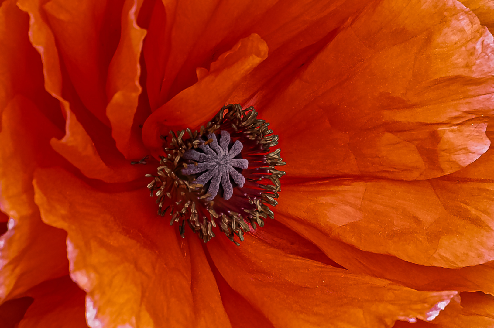 Mohnblumen Rot in XXL